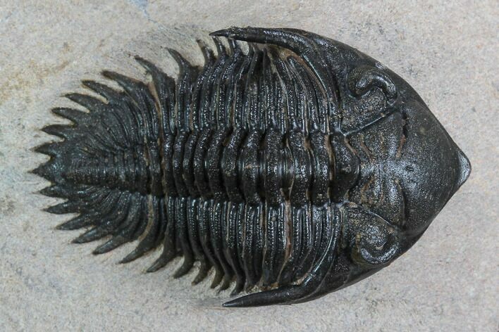 Metacanthina Trilobite - Lghaft, Morocco #128951